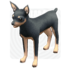 File:Miniature Pinscher.png